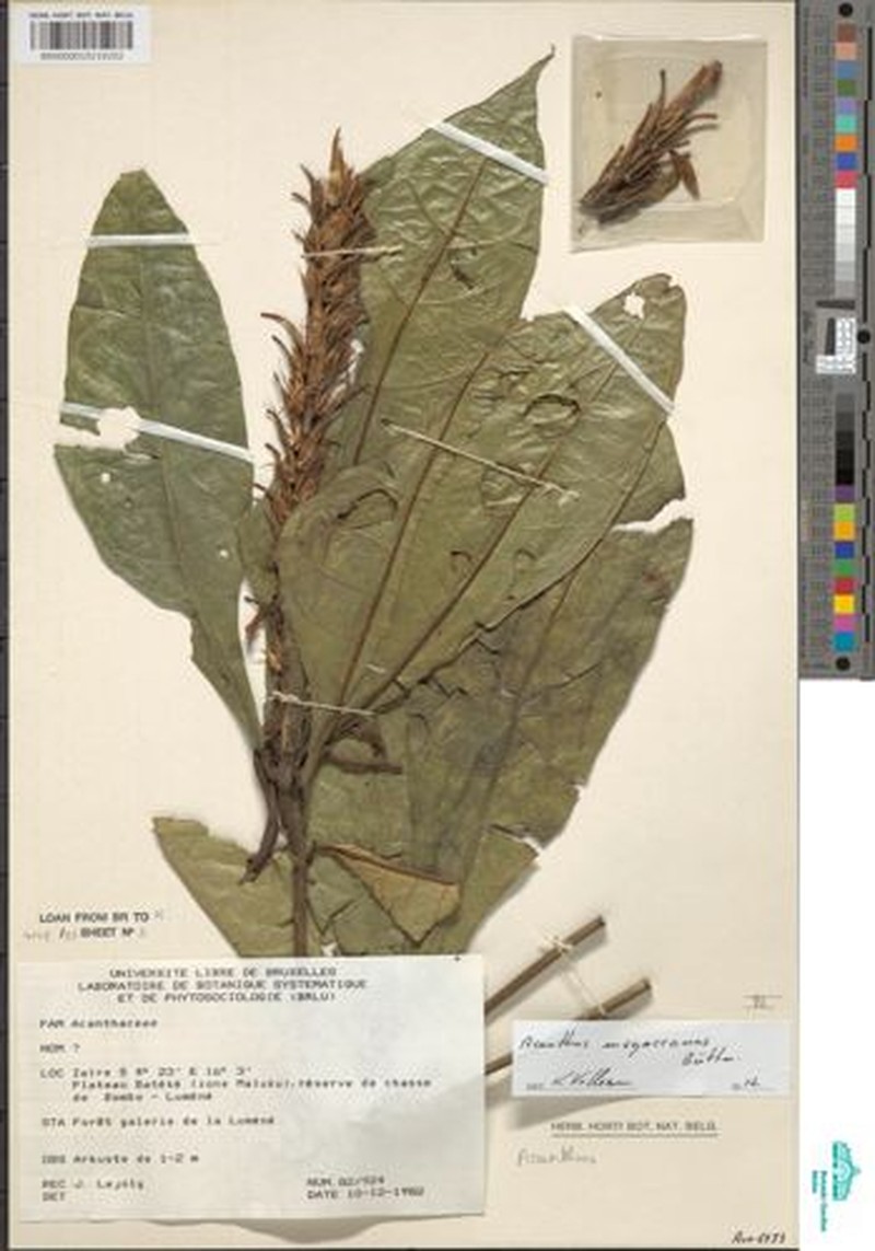 Acanthus mayaccanus photo 5