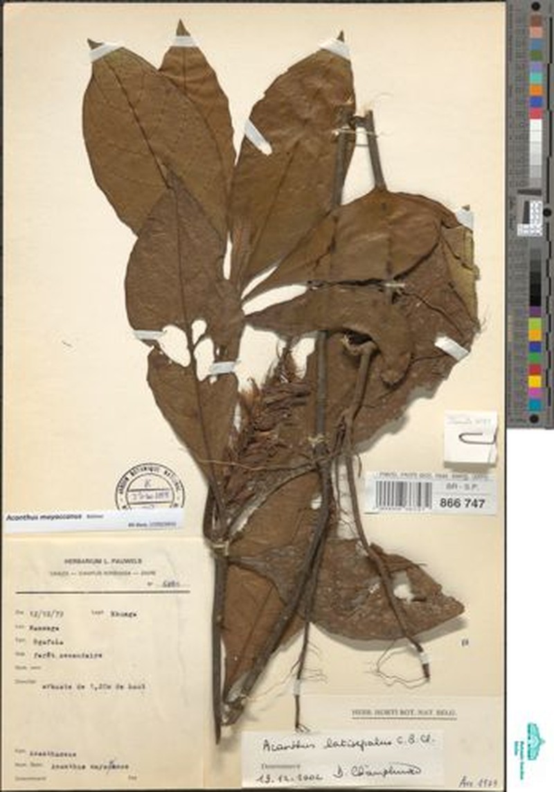 Acanthus mayaccanus photo 6