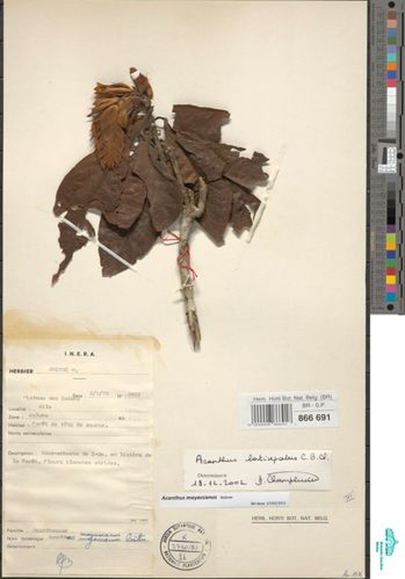 Acanthus mayaccanus photo 7