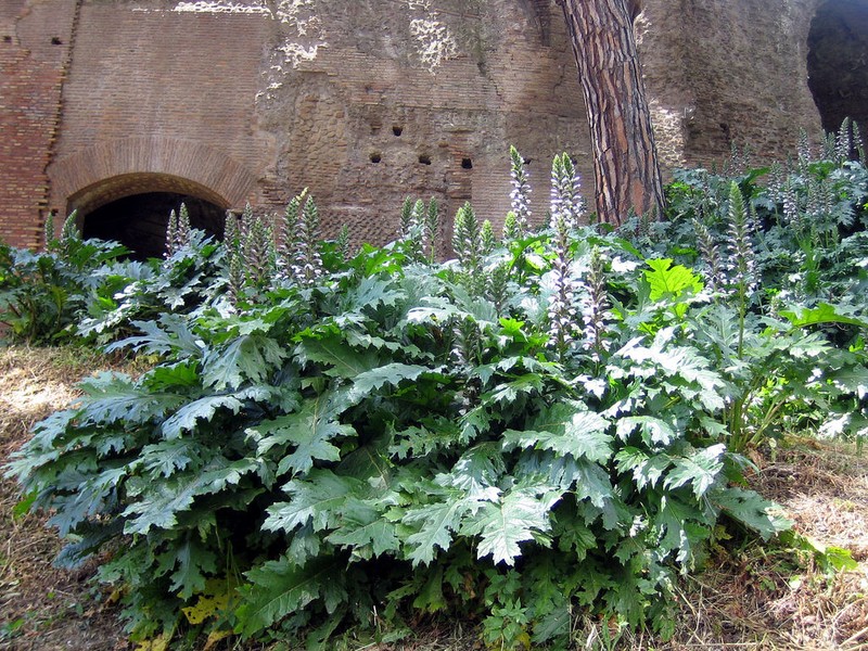 Bear's Breech photo 7