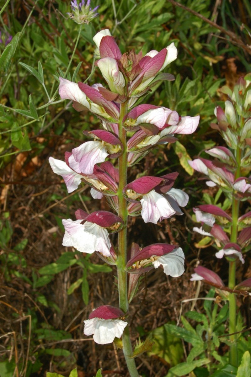 Bear's Breech