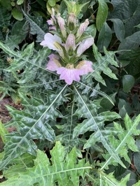 Acanthus montanus