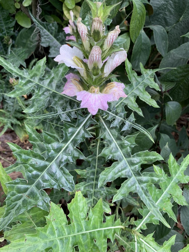 Acanthus montanus