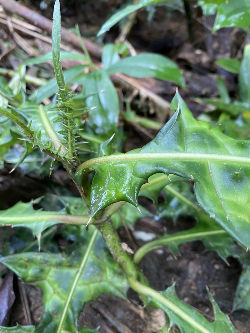 Acanthus montanus photo 2
