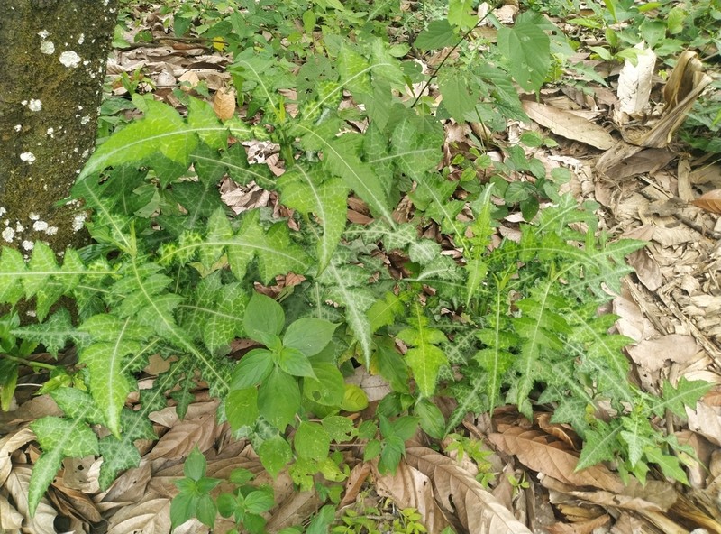 Acanthus montanus photo 3