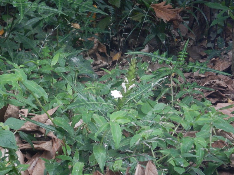 Acanthus montanus photo 4