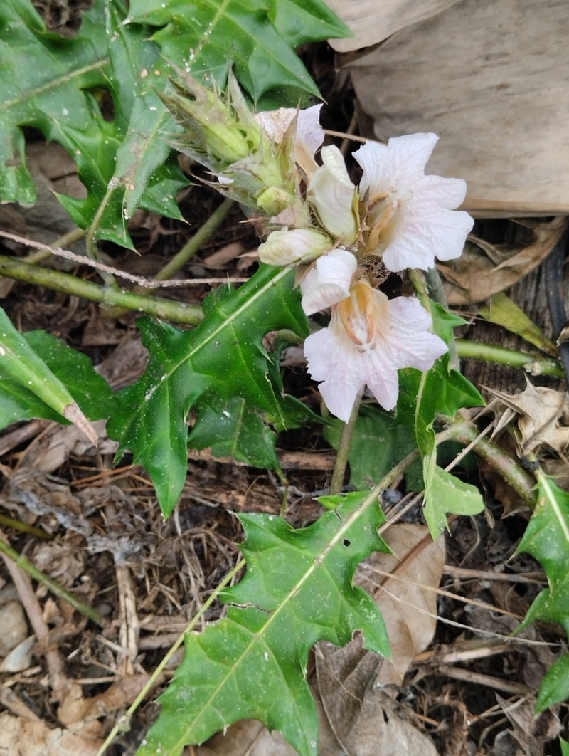 Acanthus montanus photo 5