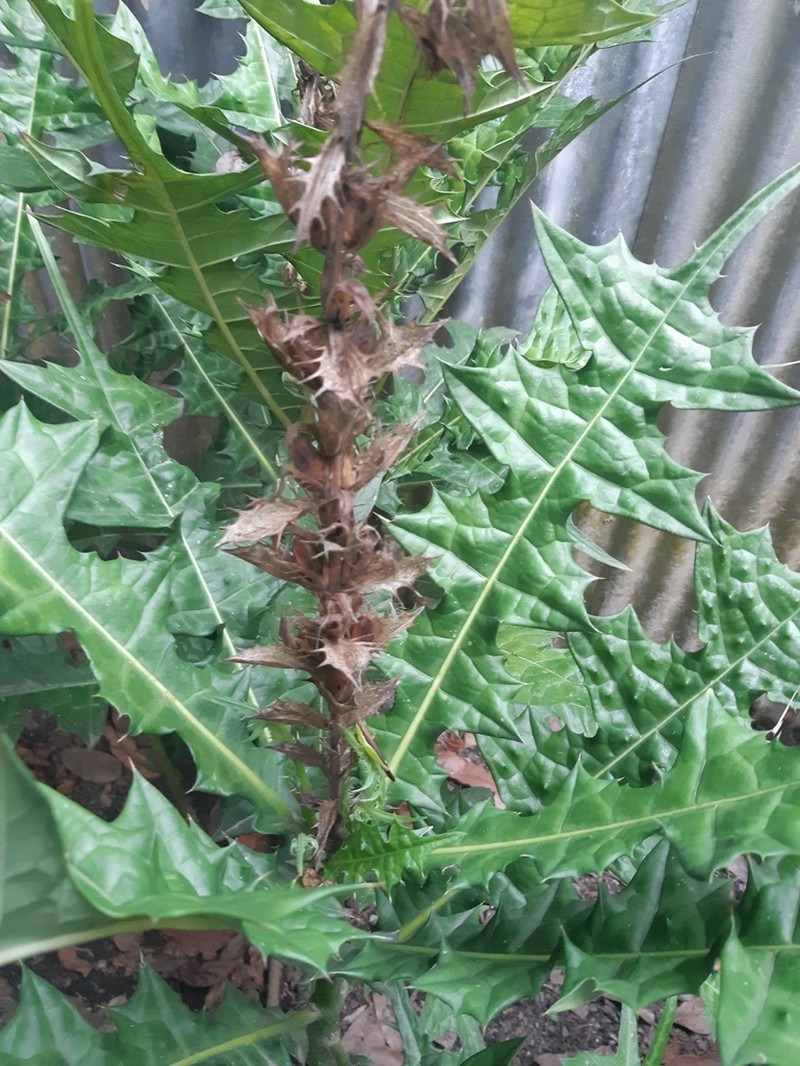 Acanthus montanus photo 6