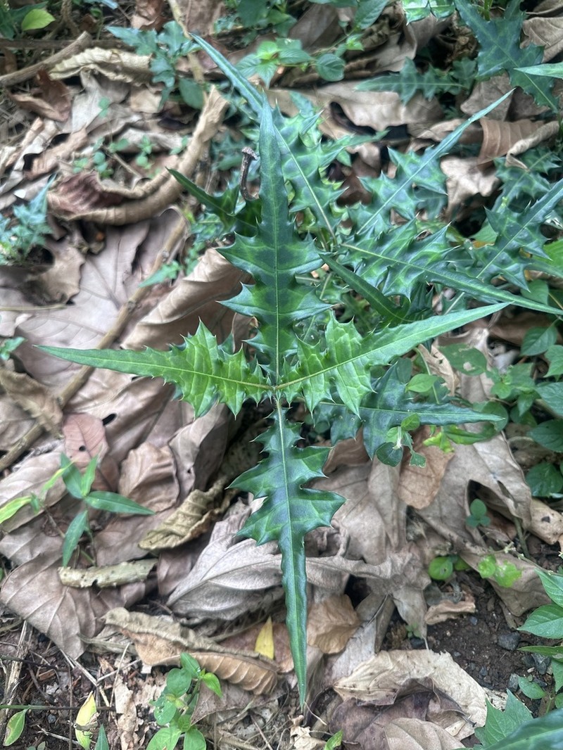 Acanthus montanus photo 7