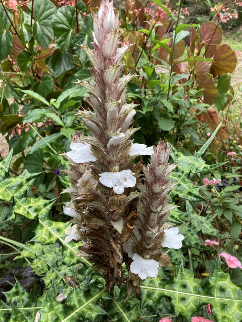 Acanthus montanus photo 8