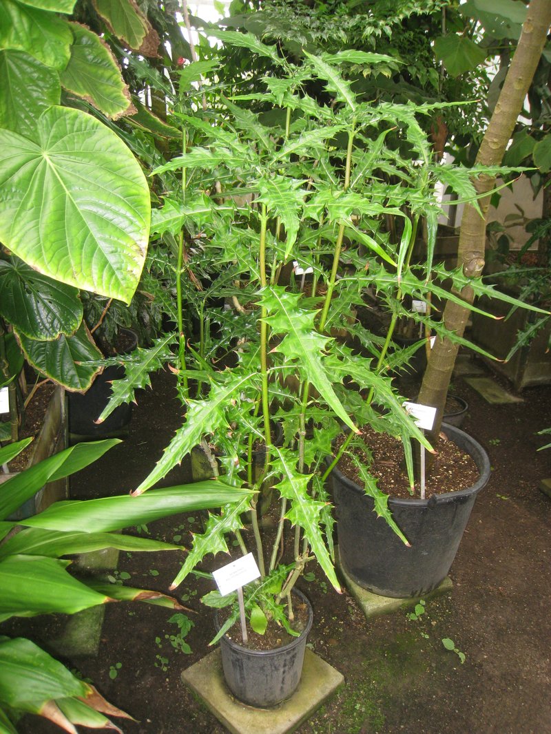 Acanthus polystachyus