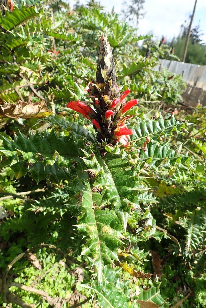 Acanthus sennii