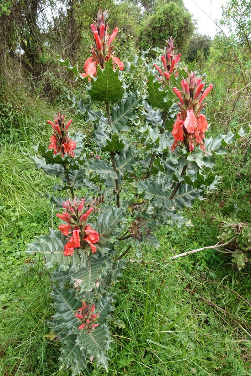 Acanthus sennii photo 2