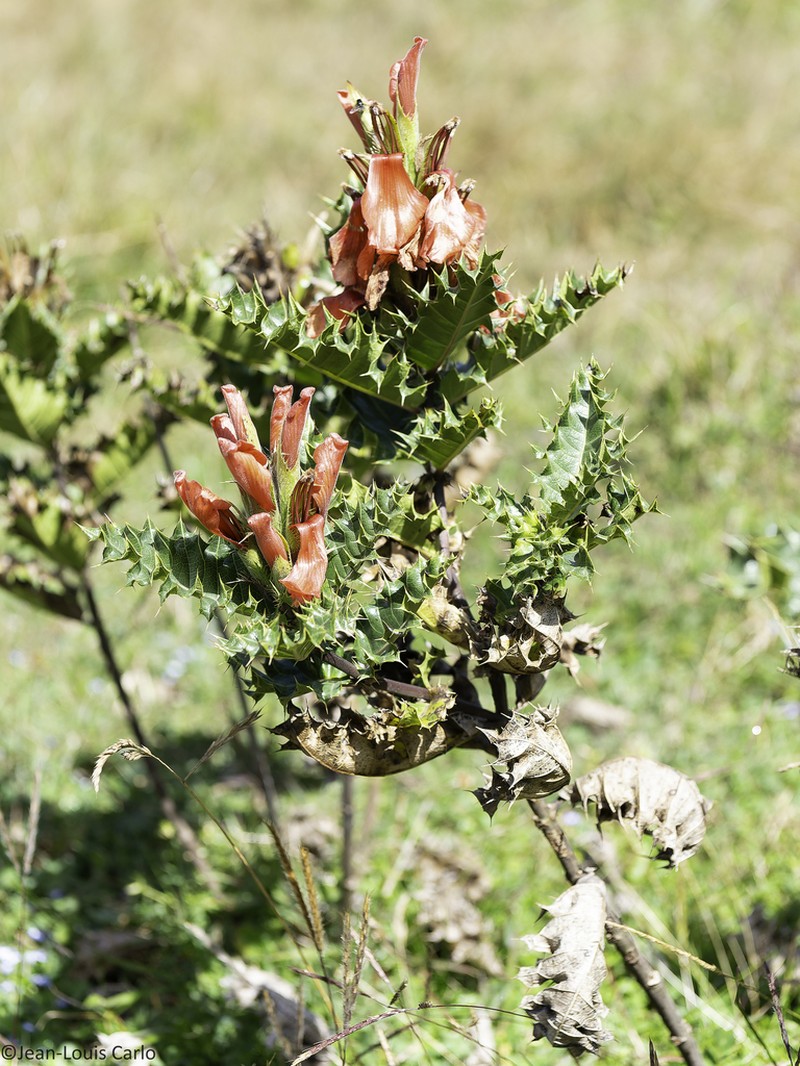 Acanthus sennii photo 3