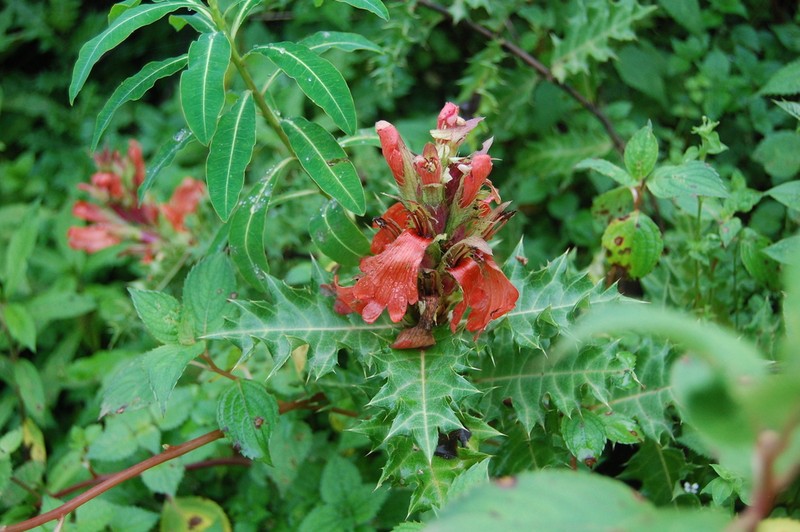 Acanthus sennii photo 4