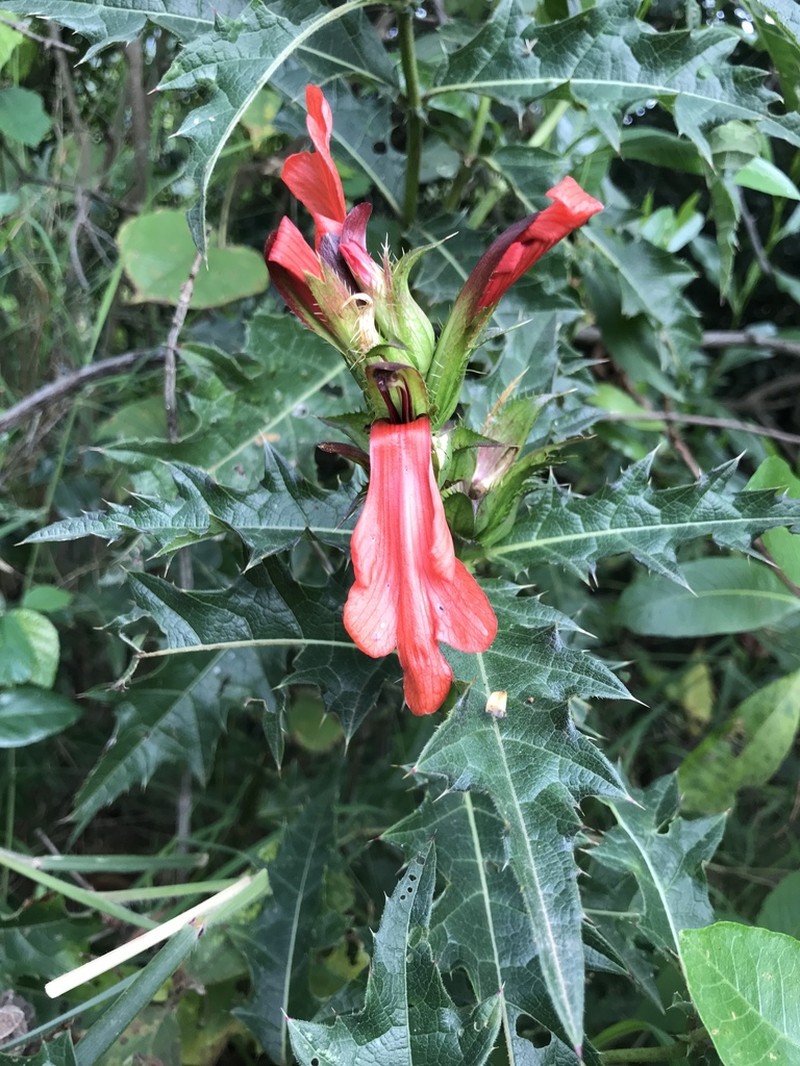 Acanthus sennii photo 5