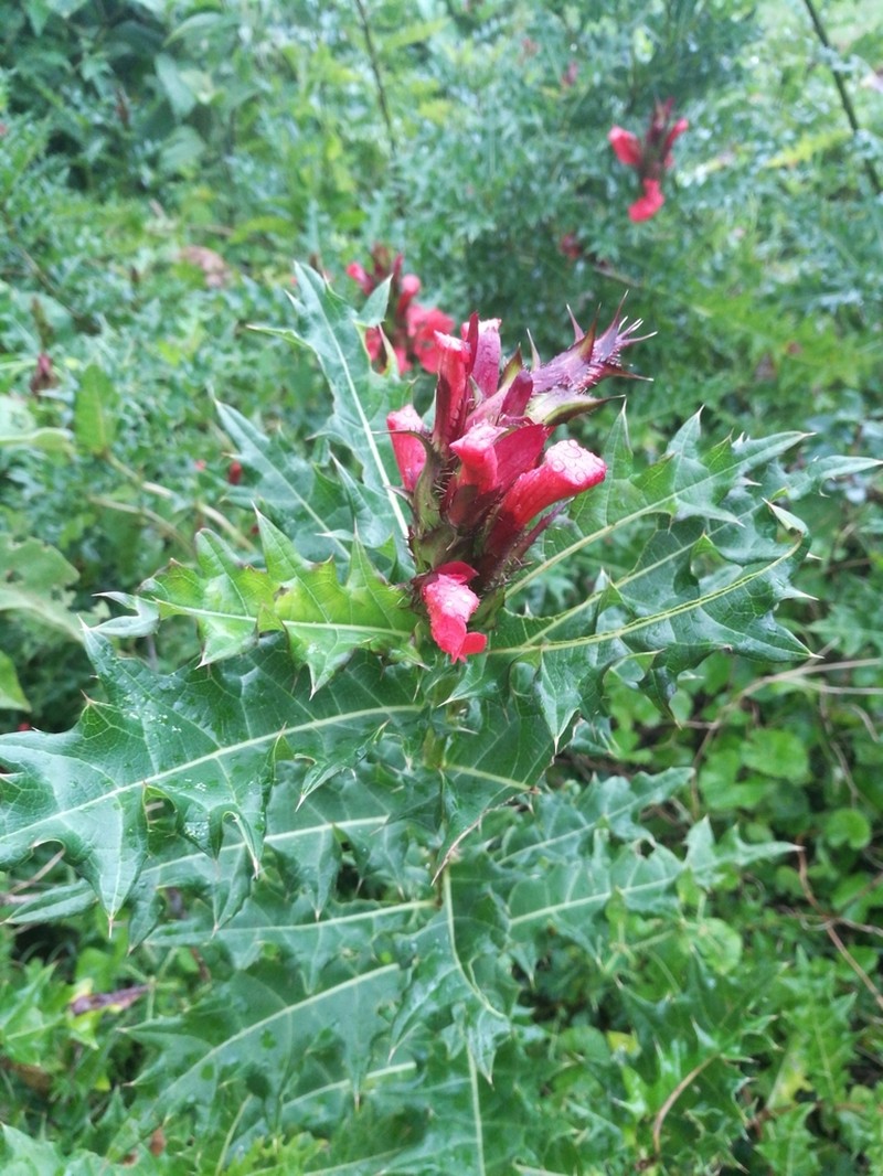Acanthus sennii photo 6