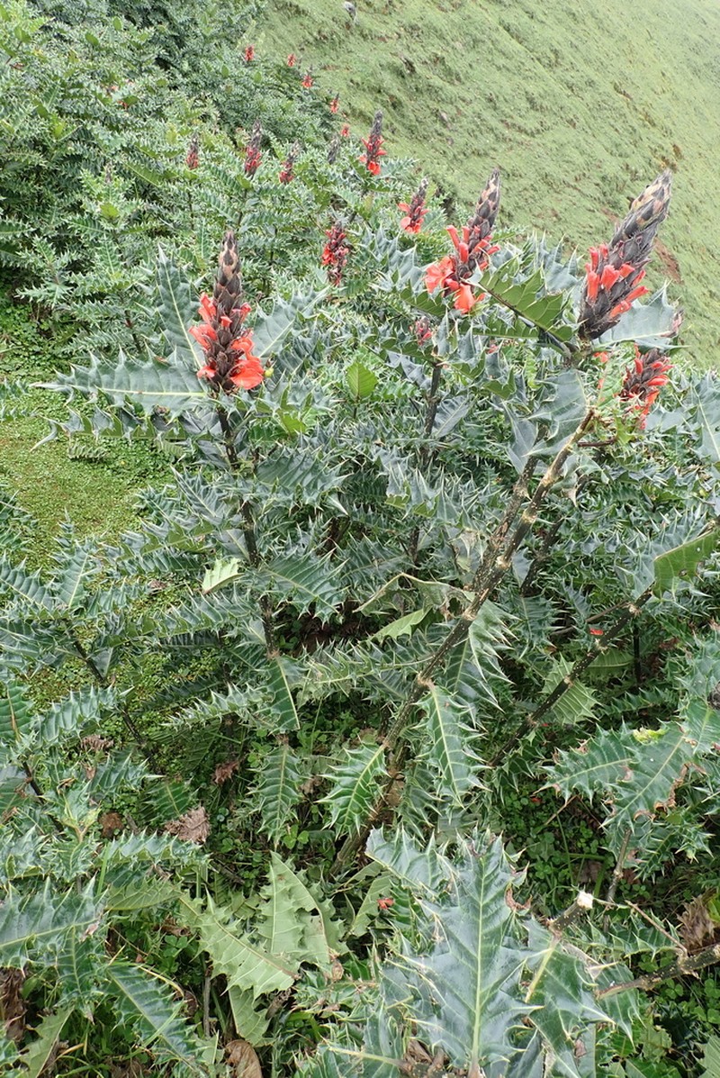 Acanthus sennii photo 8