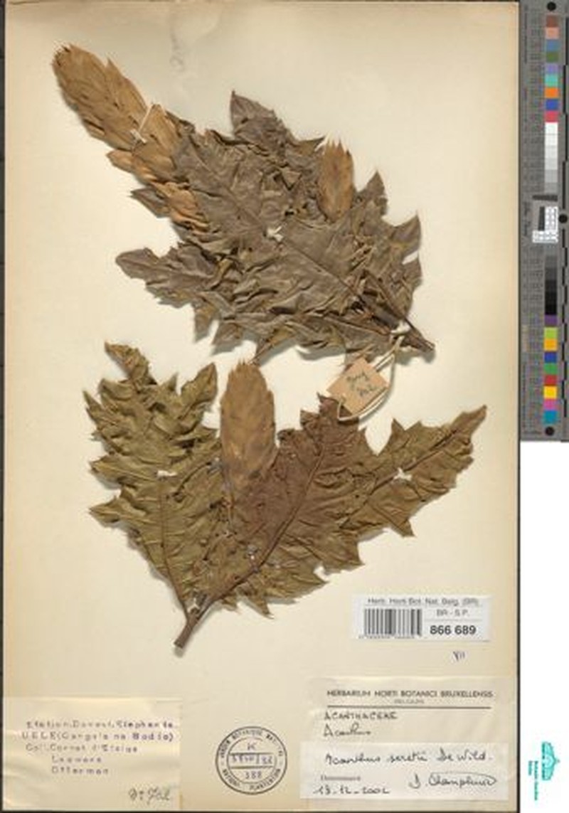 Acanthus seretii