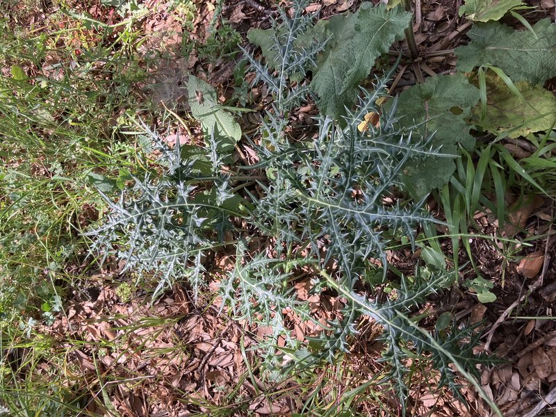 Spine Acanthus