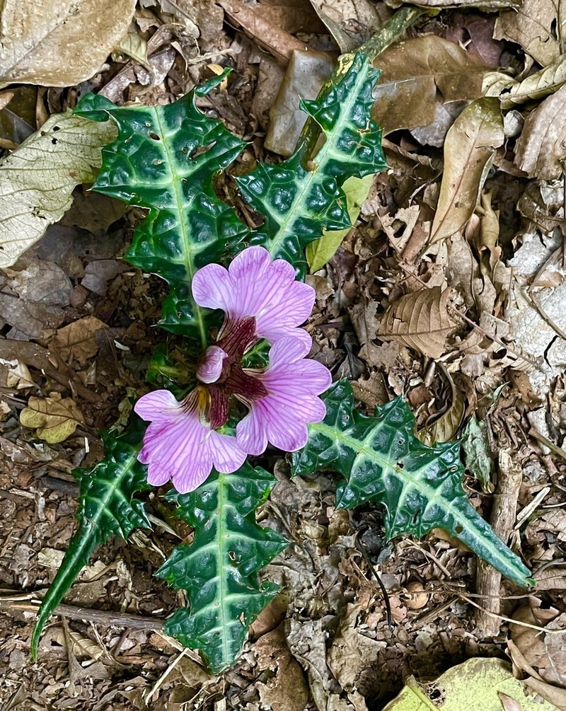 Acanthus ueleensis