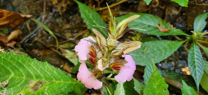 Acanthus ueleensis photo 2