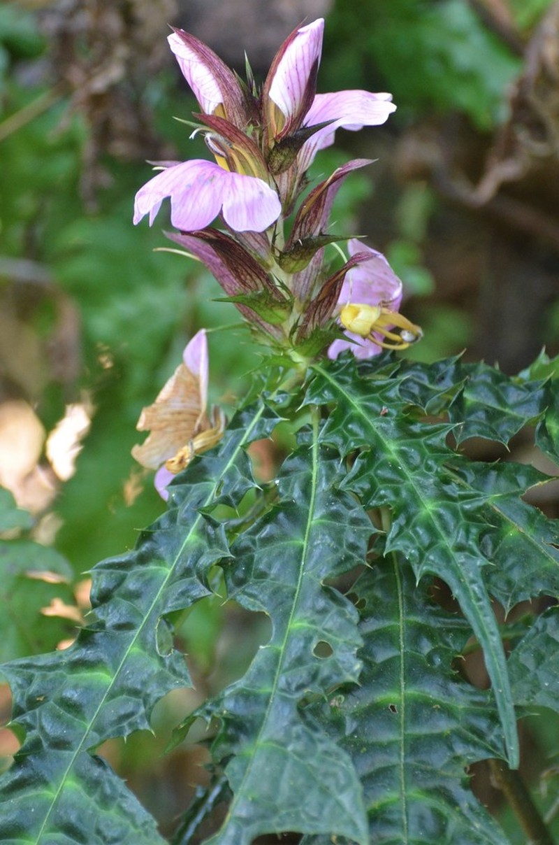 Acanthus ueleensis photo 3