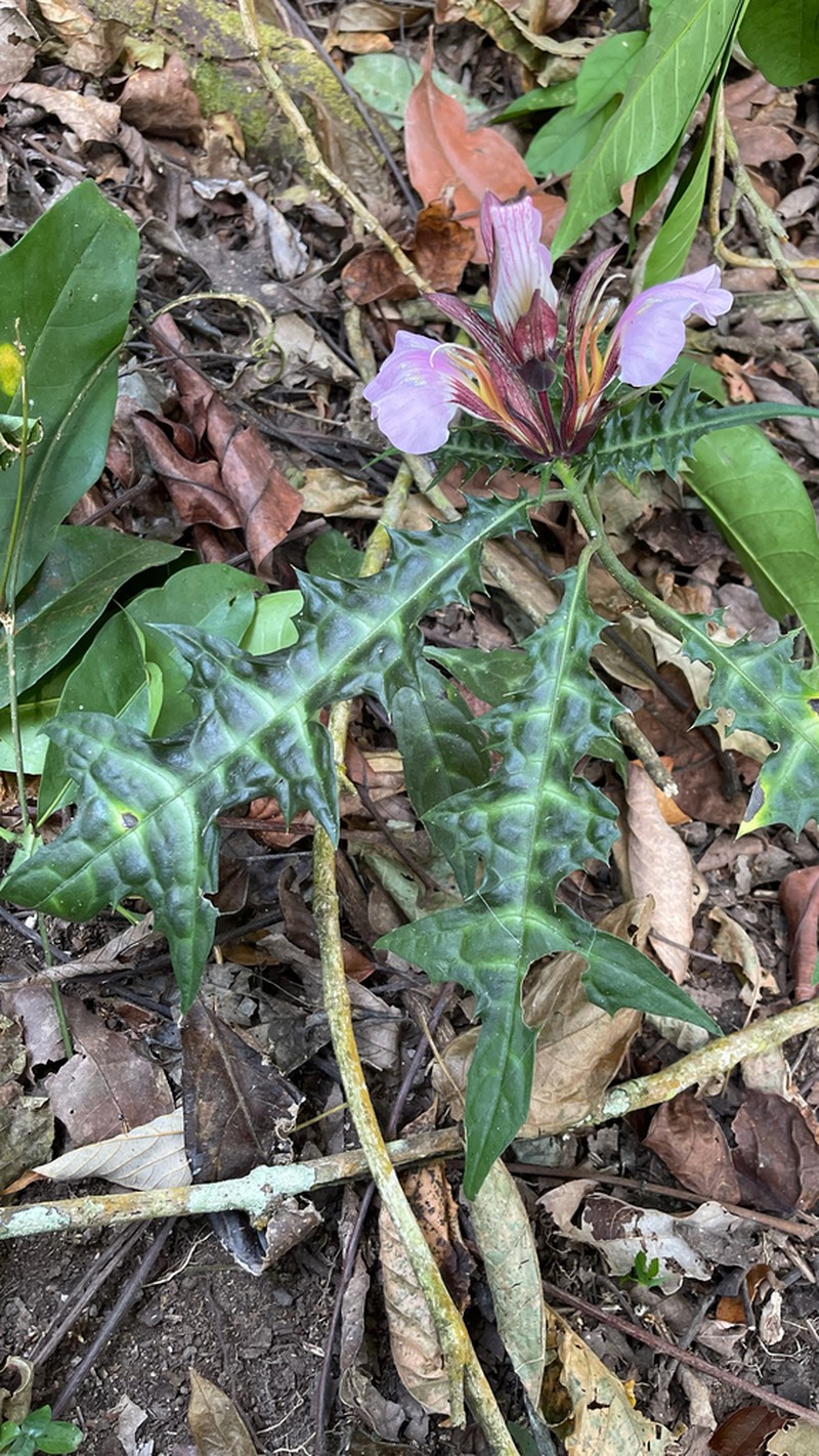 Acanthus ueleensis photo 4
