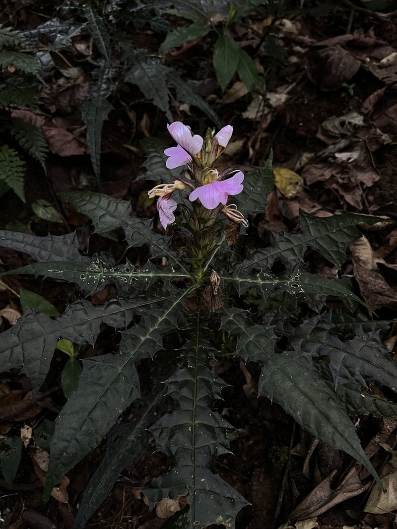 Acanthus ueleensis photo 6