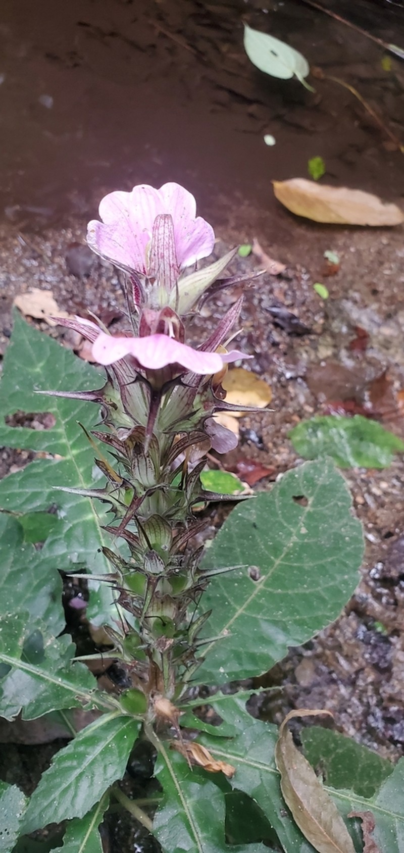 Acanthus ueleensis photo 7