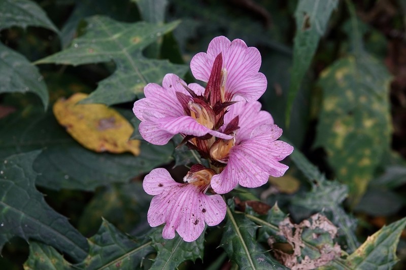 Acanthus ueleensis photo 8