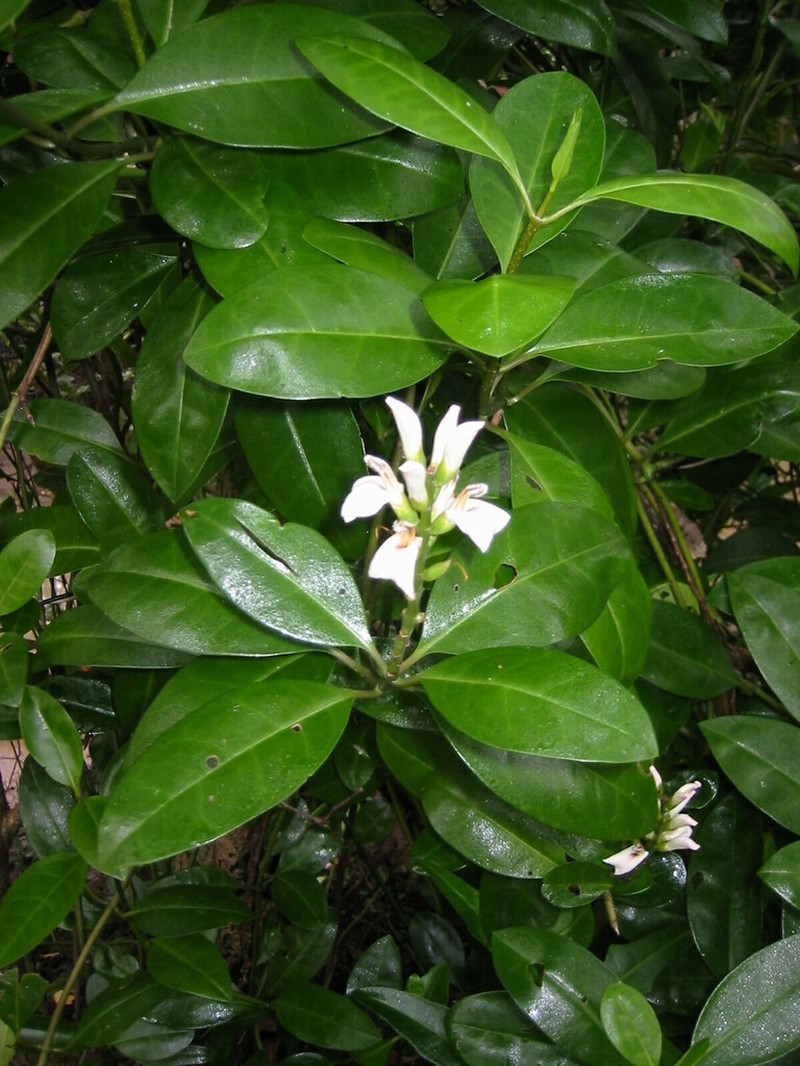 Acanthus volubilis