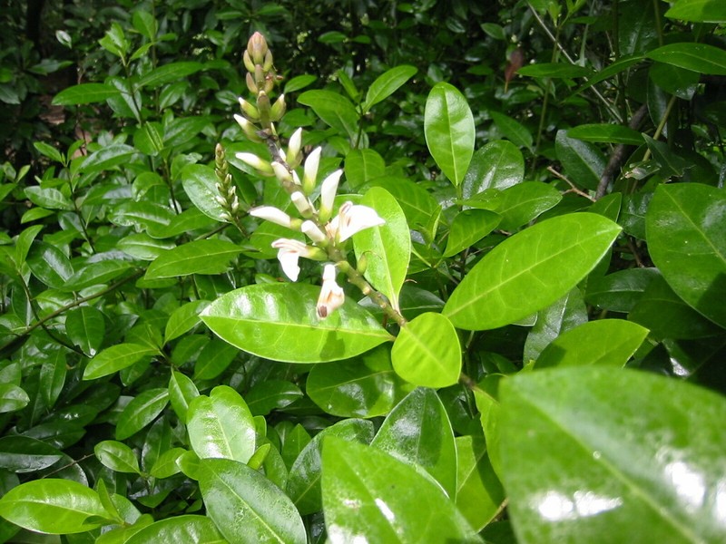Acanthus volubilis photo 2