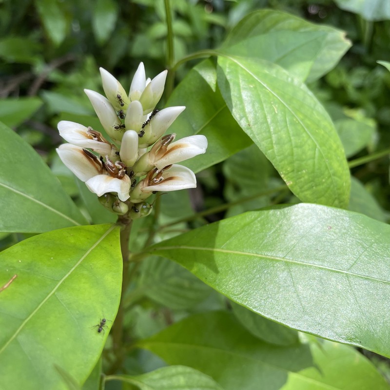 Acanthus volubilis photo 4