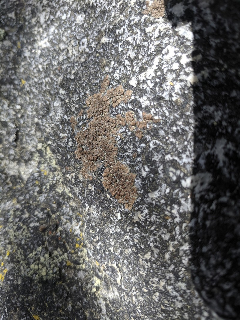 Cracked Lichen