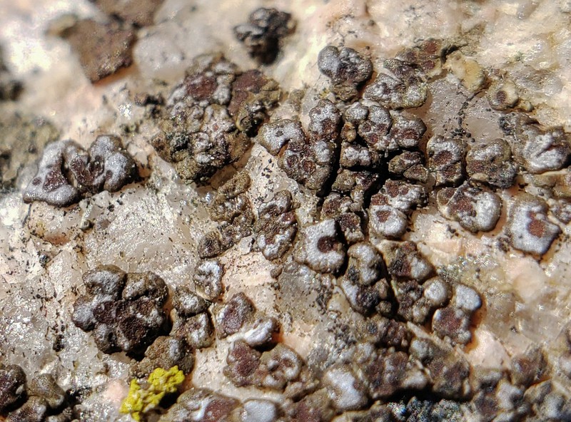 American Cracked Lichen photo 2