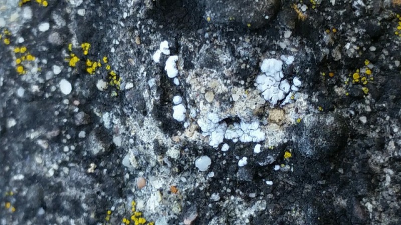 American Cracked Lichen photo 3