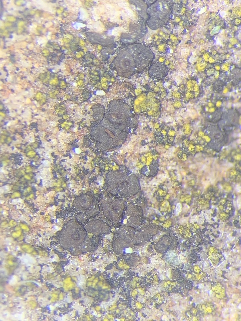American Cracked Lichen photo 5