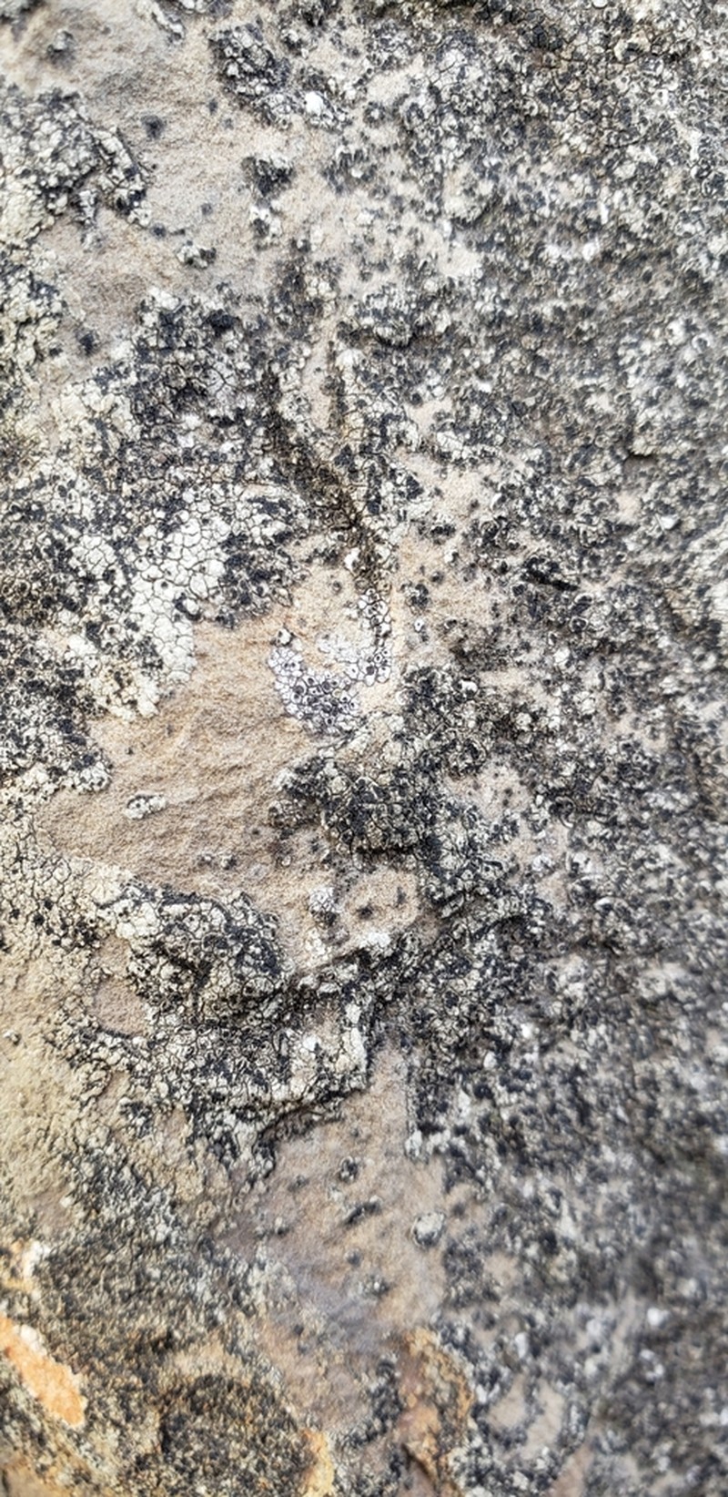 American Cracked Lichen photo 6