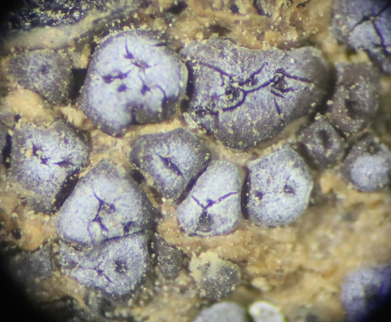 American Cracked Lichen photo 8