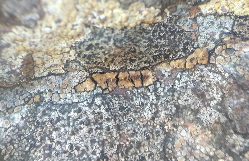 Acarospora amphibola photo 2