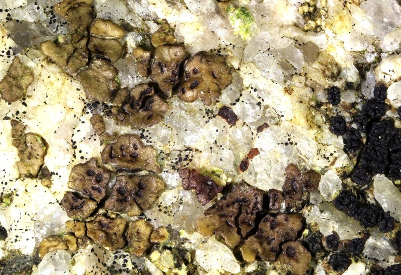 Acarospora amphibola photo 3