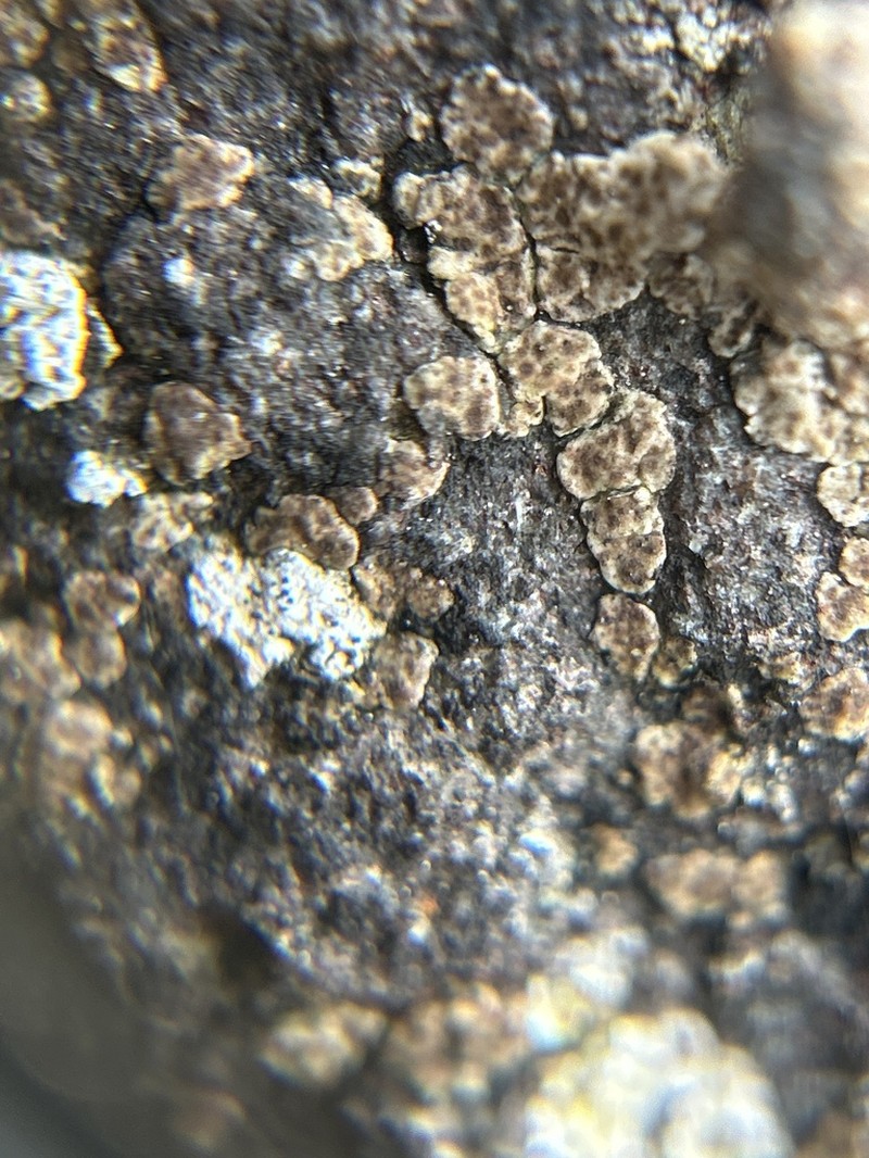 Acarospora amphibola photo 4