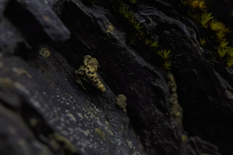 Acarospora amphibola photo 7
