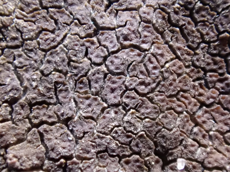 Cracked Lichen photo 6