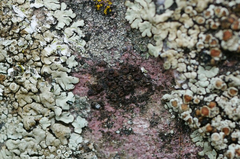 Cracked Lichen photo 8