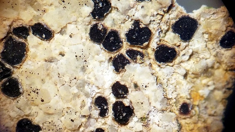 Cracked Lichen