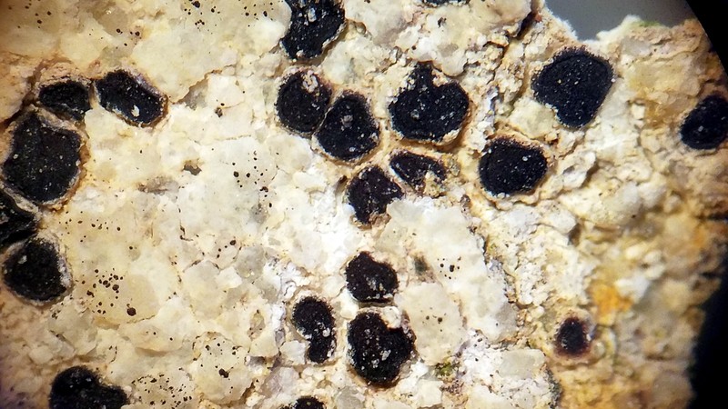Cracked Lichen photo 3