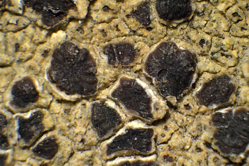 Cracked Lichen photo 5