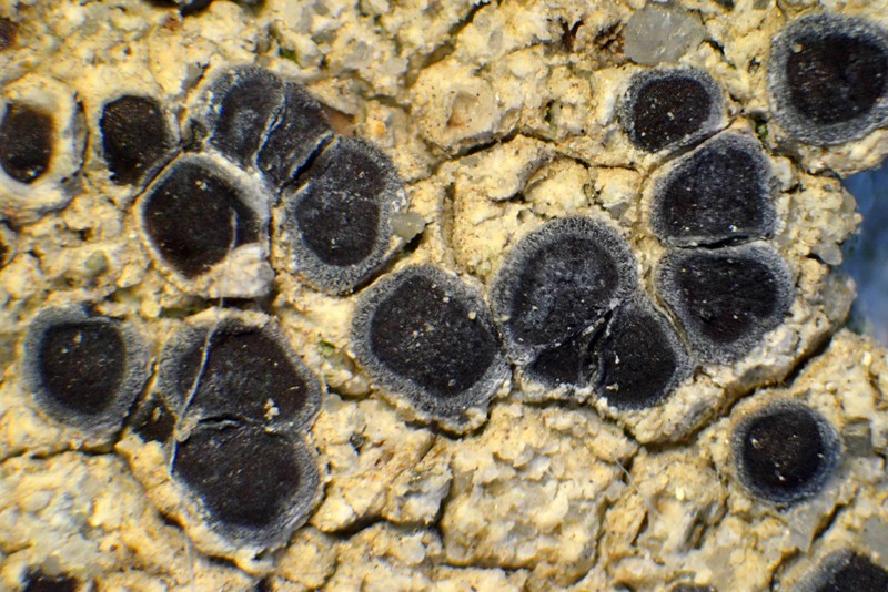 Cracked Lichen photo 6